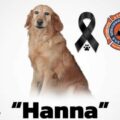 Fallece Hanna, la perrita de Protección Civil que ayudó a niños y niñas autistas 
Foto: Cortesía