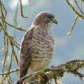 Gavilán ala ancha (buteo platypterus)
Foto: Conabio