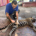 Mario Buil durante la revisión del cuerpo de Naku, atropellada en Quintana Roo. Foto: Facebook Mario Buil.