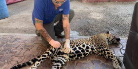 Mario Buil durante la revisión del cuerpo de Naku, atropellada en Quintana Roo. Foto: Facebook Mario Buil.