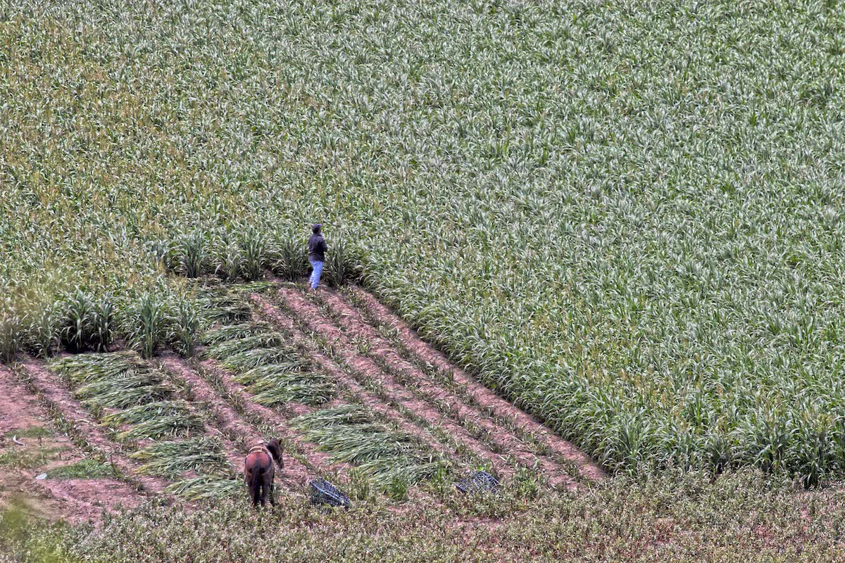 El trigo es la materia prima del pan que es uno de los productos de la canasta básica a nivel mundial, los problemas que podría generar su desabasto van desde la inflación hasta la hambruna, el continente africano depende en gran medida de las exportaciones de grano tanto de Ucrania como de Rusia.