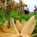 Maíz de alto rendimiento producido con prácticas sustentables en San Pablo Huitzo, en Oaxaca, México. (Foto: CIMMYT)