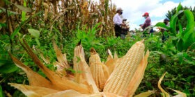 Maíz de alto rendimiento producido con prácticas sustentables en San Pablo Huitzo, en Oaxaca, México. (Foto: CIMMYT)