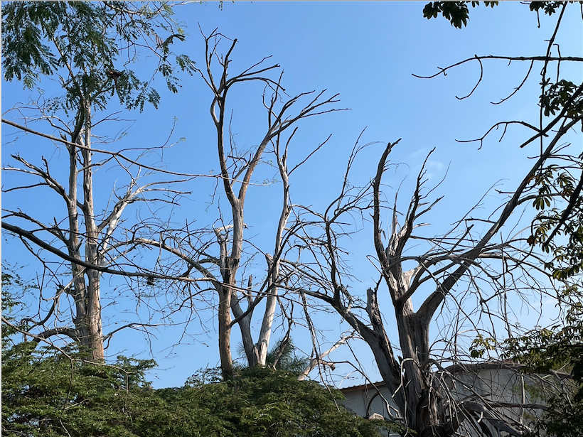 El Sabinal, un ecosistema por conocer Chiapasparalelo