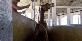 Caballo colgado con cadenas para sofocarlo mientras aún estaba consciente en matadero de Chiapas. Cortesía: Igualdad Animal