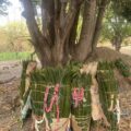 El futuro de los espadañeros de Suchiapa espadañeros