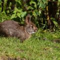 El mito del conejo de Omiltemi que fue real; especie endémica de Guerrero
Foto: Amapola