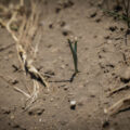 Temperaturas extremas afectan la agricultura tradicional en CDMX
Foto: Lado B