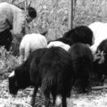 Las razas que formaron al borrego Chiapas llegaron con los españoles, quienes los pensaron en principio para la producción de textiles. Imagen: Cortesía.