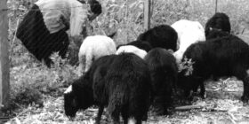 Las razas que formaron al borrego Chiapas llegaron con los españoles, quienes los pensaron en principio para la producción de textiles. Imagen: Cortesía.