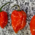 Chile habanero, orgullo de México. Cortesía: Instituto de la Mexicanidad