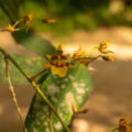 Cruzar el puente Orquídeas rescatadas por el colectivo Ecoturismo Comunitario Santa Rita Las Flores, que ha recuperado en total unas 7,600 plantas, en Mapastepec, Chiapas, México, el 17 de marzo de 2023. (Adriana Alcázar González/Global Press Journal)