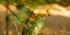 Orquídeas rescatadas por el colectivo Ecoturismo Comunitario Santa Rita Las Flores, que ha recuperado en total unas 7,600 plantas, en Mapastepec, Chiapas, México, el 17 de marzo de 2023. (Adriana Alcázar González/Global Press Journal)