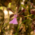 Orquídeas rescatadas por el colectivo Ecoturismo Comunitario Santa Rita Las Flores, que ha recuperado en total unas 7,600 plantas, en Mapastepec, Chiapas, México, el 17 de marzo de 2023. (Adriana Alcázar González/Global Press Journal)