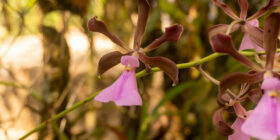 Orquídeas rescatadas por el colectivo Ecoturismo Comunitario Santa Rita Las Flores, que ha recuperado en total unas 7,600 plantas, en Mapastepec, Chiapas, México, el 17 de marzo de 2023. (Adriana Alcázar González/Global Press Journal)