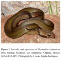 Culebra corredora verde (Drymobius chloroticus)