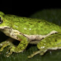 La apuesta comunitaria que convirtió a La Chinantla en un refugio para los anfibios
Foto: Mongabay