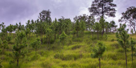 La Reserva de la biosfera La Sepultura se localiza en una de las áreas de mayor riqueza biológica de Chiapas ya que esta es la zona de transición entre el Istmo de Tehuantepec, una región de poca humedad y mucho viento y la zona del Soconusco una de las regiones más húmedas de Chiapas. Cortesía: FOCET