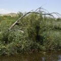 Empresa en Chihuahua “se negó” a recibir multa por daño ecológico; ahora “no la encuentran”
Foto: Raíchali