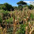 Sin maíz no hay país,pero sin agua tampoco: sequía por crisis climática afecta cultivos en Oaxaca
Foto: Cortesía