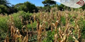 Sin maíz no hay país,pero sin agua tampoco: sequía por crisis climática afecta cultivos en Oaxaca
Foto: Cortesía