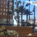 Bethoven, el perro migrante y su papá llegaron a Estados Unidos: “El anhelo se ha cumplido, ahora toca trabajar”
Foto: Istmo Press