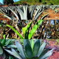 Agave
Foto: Cortesía