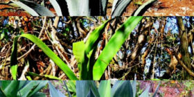 Agave
Foto: Cortesía