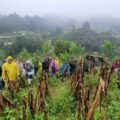 Cempasúchil, una opción de siembra intercalada como práctica agrosustentable 
Foto: CIMMYT