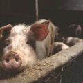 Magistrado protege a megagranjas de cerdos en Yucatán, comunidades buscan sacarlo de la jugada
Foto: Pixabay