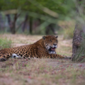 Un jaguar descansa en la Unidad de Manejo para la Conservación de Vida Silvestre, en el Santuario del Jaguar de Tlacolula de Matamoros, Oaxaca. Photo Credit: Ena Aguilar Peláez, Global Press México