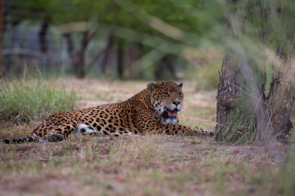 Un jaguar descansa en la Unidad de Manejo para la Conservación de Vida Silvestre, en el Santuario del Jaguar de Tlacolula de Matamoros, Oaxaca.Photo Credit: Ena Aguilar Peláez, Global Press México 