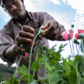 Guerrero; la amapola y el agua
Foto: Especial