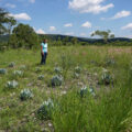 Fabiola Torres Monfil, maestra mezcalera y cofundadora de Zinacantán Mezcal, recorre y verifica los agaves papalometl en el terreno de su madre, en donde el ecosistema asociado al agave está siendo regenerado, en el municipio de San Diego la Mesa Tochimiltzingo, Puebla. Foto: Patricia Zavala Gutiérrez/Global Press Journal