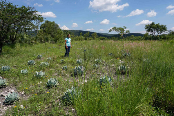 Fabiola Torres Monfil, maestra mezcalera y cofundadora de Zinacantán Mezcal, recorre y verifica los agaves papalometl en el terreno de su madre, en donde el ecosistema asociado al agave está siendo regenerado, en el municipio de San Diego la Mesa Tochimiltzingo, Puebla. Foto: Patricia Zavala Gutiérrez/Global Press Journal