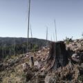 “Querida Sierra Tarahumara”, un grito a la conciencia humana para salvar el bosque
Foto: Raíchali