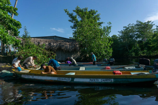 Pescadores llegan en sus cayucos al muelle de la cooperativa después de pescar al amanecer en la laguna Los Cerritos en Acapetahua, Chiapas.(Marissa Revilla/Global Press Journal)
