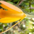 Lirio amarillo, especie usada para fines ornamentales, está en peligro de extinción
Foto: Amapola