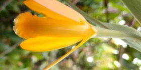 Lirio amarillo, especie usada para fines ornamentales, está en peligro de extinción
Foto: Amapola