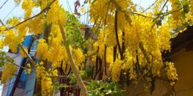 Lluvia de oro, especie exótica en nuestra ciudad con finalidades ornamentales que puede convertirse en invasora
Foto: Amapola