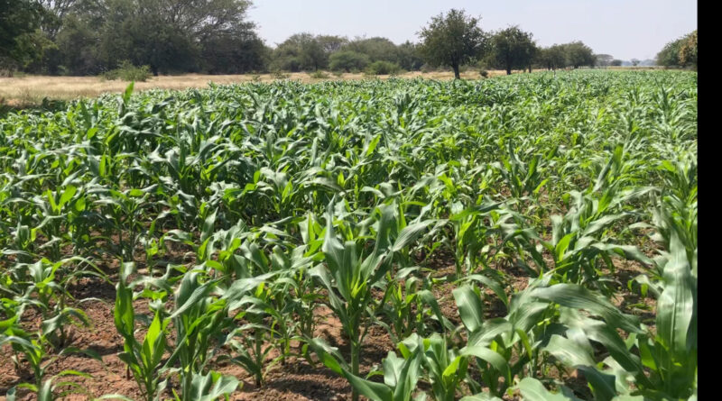 Rechazan campesinos zapotecas siembra de maíz genéticamente modificado en  México: “Sin zapalote chico, no hay vida” | Chiapasparalelo