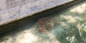 Critican liberación de especies exóticas al interior del Jardín Botánico 