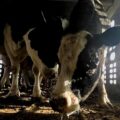 Miles de animales varados y en riesgo tras suspensión de importaciones en Estados Unidos
Foto: Zona Docs