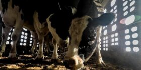Miles de animales varados y en riesgo tras suspensión de importaciones en Estados Unidos
Foto: Zona Docs
