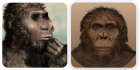 Paranthropus boisei
