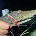 Maltrato animal más allá de perros y gatos: un cocodrilo con machetazo exige justicia
Foto: COMAFFAS
