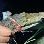 Maltrato animal más allá de perros y gatos: un cocodrilo con machetazo exige justicia
Foto: COMAFFAS