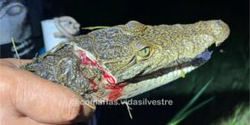 Maltrato animal más allá de perros y gatos: un cocodrilo con machetazo exige justicia
Foto: COMAFFAS
