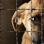 CDMX crea la Agencia de Investigación contra el Maltrato Animal
Foto: Zona Docs