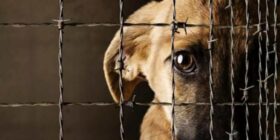 CDMX crea la Agencia de Investigación contra el Maltrato Animal
Foto: Zona Docs